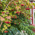 20 Squashberry Seeds - RARE Viburnum edule Edible Fruit Bush for Jams & Snacks