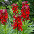 Cardinal Flower Seeds, 100 Count, Red Lobelia cardinalis, Hummingbird & Butterfly Attracting Perennial Seeds