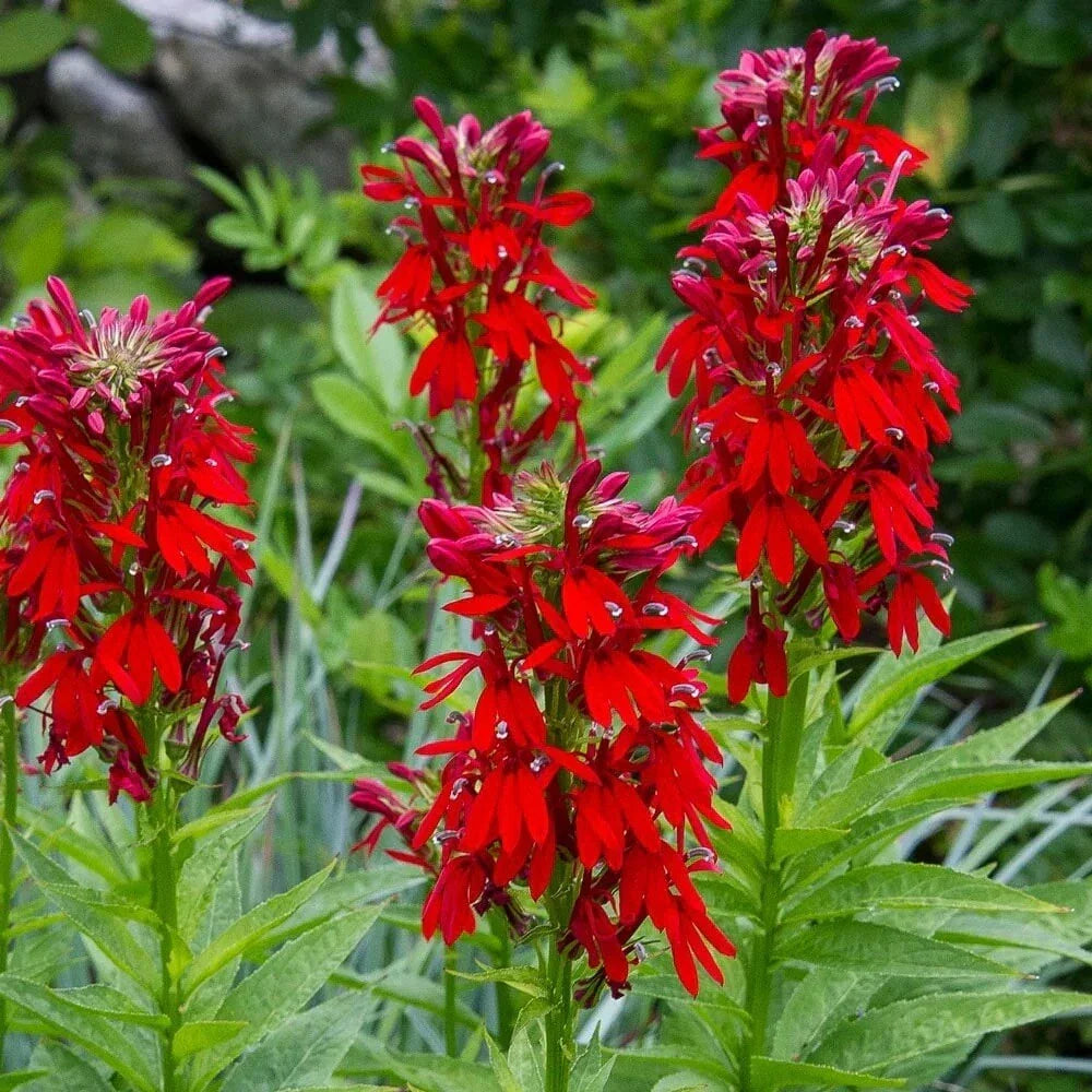 Cardinal Flower Seeds, 100 Count, Red Lobelia cardinalis, Hummingbird & Butterfly Attracting Perennial Seeds