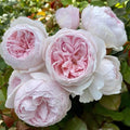 Floribunda Rose Cuttings - 3 Unrooted Earth Angel Rosa 'Earth Angel' 6" Long