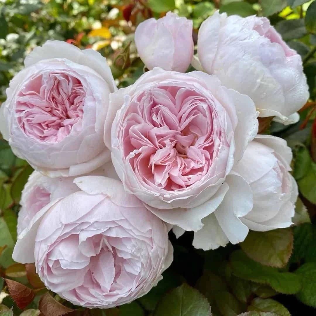 Floribunda Rose Cuttings - 3 Unrooted Earth Angel Rosa 'Earth Angel' 6" Long