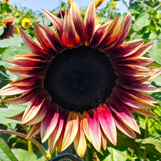 ProCut® Plum Sunflower Seeds Pink Purple Bicolor | Helianthus annuus | Vibrant Garden Flowers, Attract Pollinators, Easy to Grow