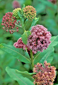 Pink Milkweed Seeds - Asclepias Syriaca - Monarch Butterfly Attracting Perennial Flowers - 101 Seeds