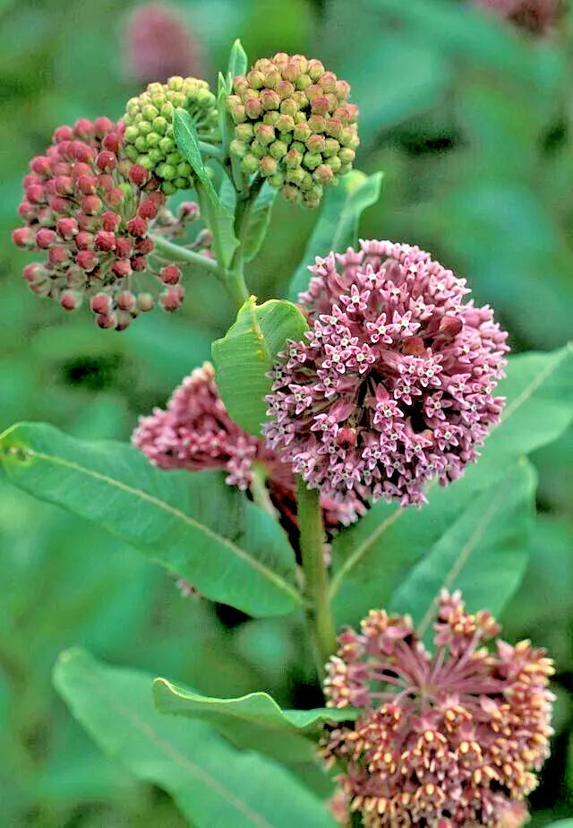 Pink Milkweed Seeds - Asclepias Syriaca - Monarch Butterfly Attracting Perennial Flowers - 101 Seeds