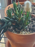 Zebra Plant Live Cutting | Haworthia Fasciata Succulent | Variegated Indoor Houseplant for Beginners