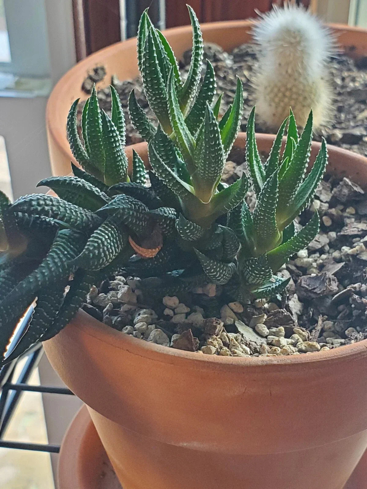 Zebra Plant Live Cutting | Haworthia Fasciata Succulent | Variegated Indoor Houseplant for Beginners