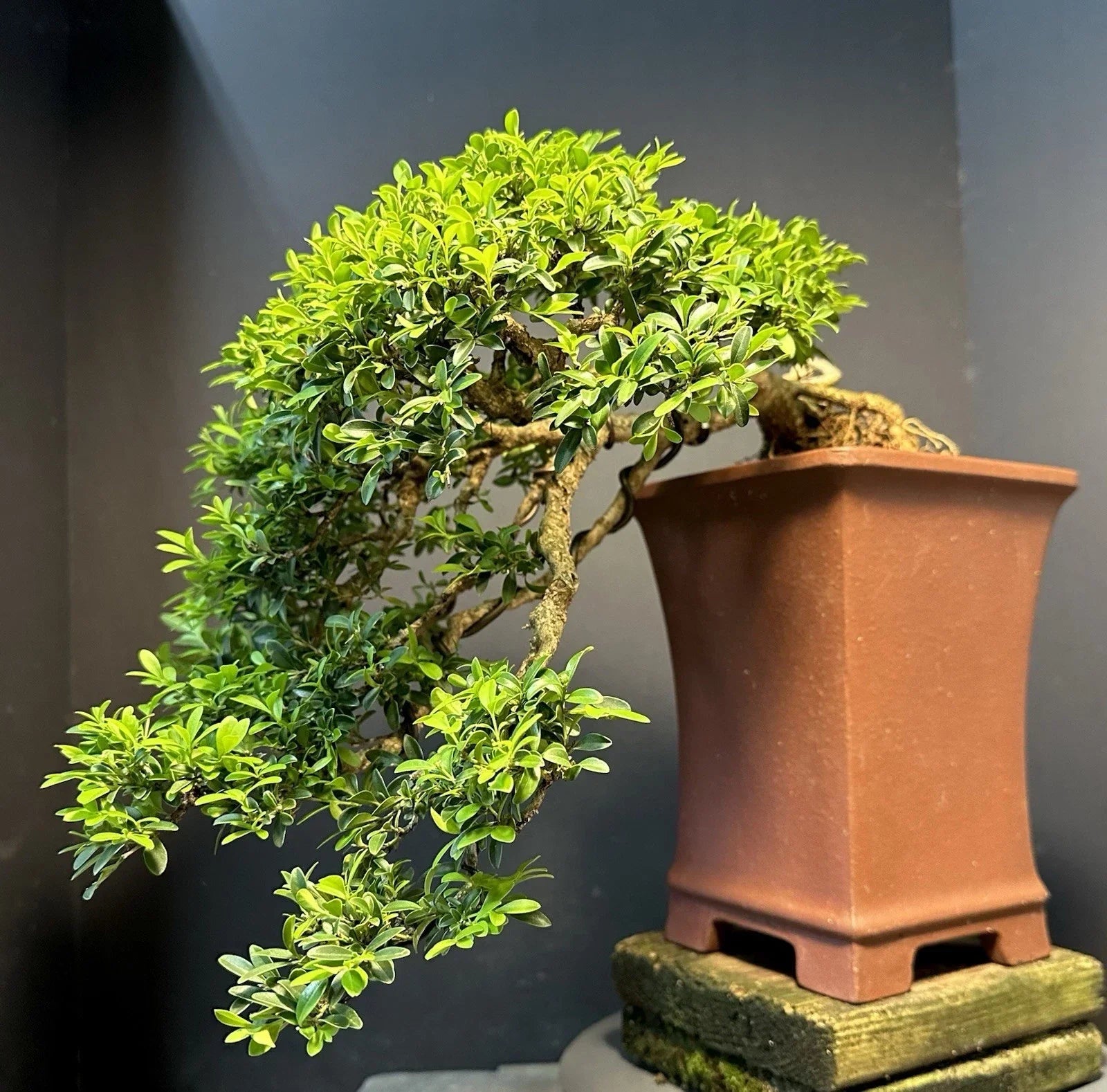 Bonsai Tree 12-Inch Kingsville Boxwood Cascade Buxus microphylla in Yixing Zisha Pot, Mature 30-35 Years