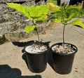 Live Red Oak Tree Seedlings 1-3 Years, Quercus rubra, Well-Rooted, Cold Hardy, 6-35 Inches Tall, Landscaping & Reforestation