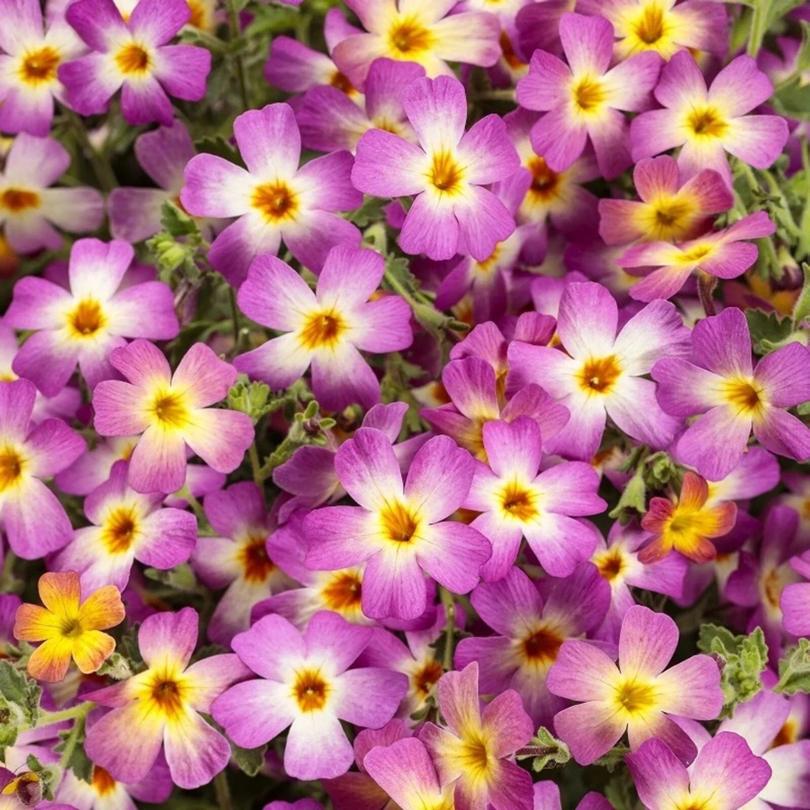 Safari Dawn Phlox Seeds - Perennial Flower Seeds for Garden Beds & Borders - Butterfly Attracting Phlox paniculata
