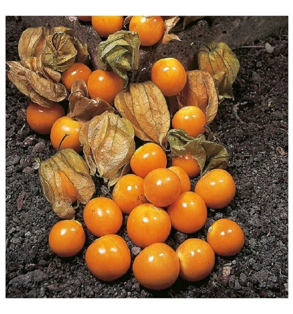 Cape Gooseberry Seeds - Heirloom Physalis peruviana Ground Cherry for Edible Garden, 50+ Seeds