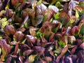 Cimarron Romaine Lettuce Seeds - 200 Pack Heirloom Deep Red Salad Greens Lactuca sativa for Home Gardening