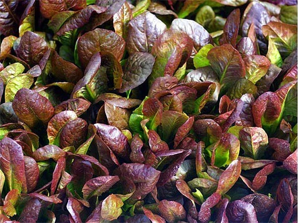Cimarron Romaine Lettuce Seeds - 200 Pack Heirloom Deep Red Salad Greens Lactuca sativa for Home Gardening