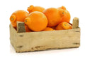 Tangelo Orange Seeds Pack of 5+ | Citrus reticulata × Citrus paradisi | Fruit Tree for Garden Planting