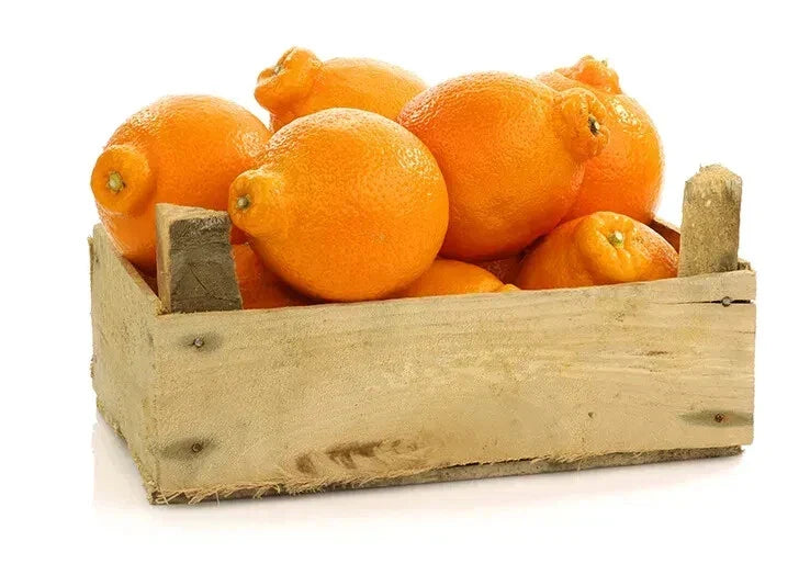 Tangelo Orange Seeds Pack of 5+ | Citrus reticulata × Citrus paradisi | Fruit Tree for Garden Planting