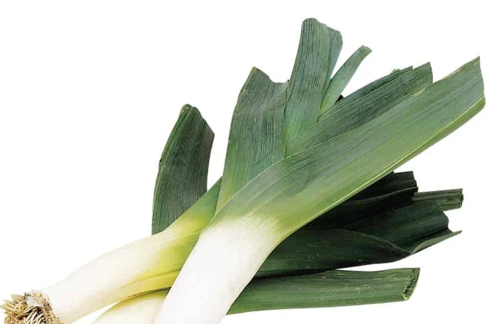 Organic Leek Seeds - 250+ Heirloom Allium ampeloprasum for Gardening, Gourmet Cooking, and Homegrown Produce