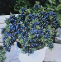 Dwarf Blueberry Seeds Bulk 1000 Count Vaccinium corymbosum 'Top Hat' for Container Gardening & Bonsai