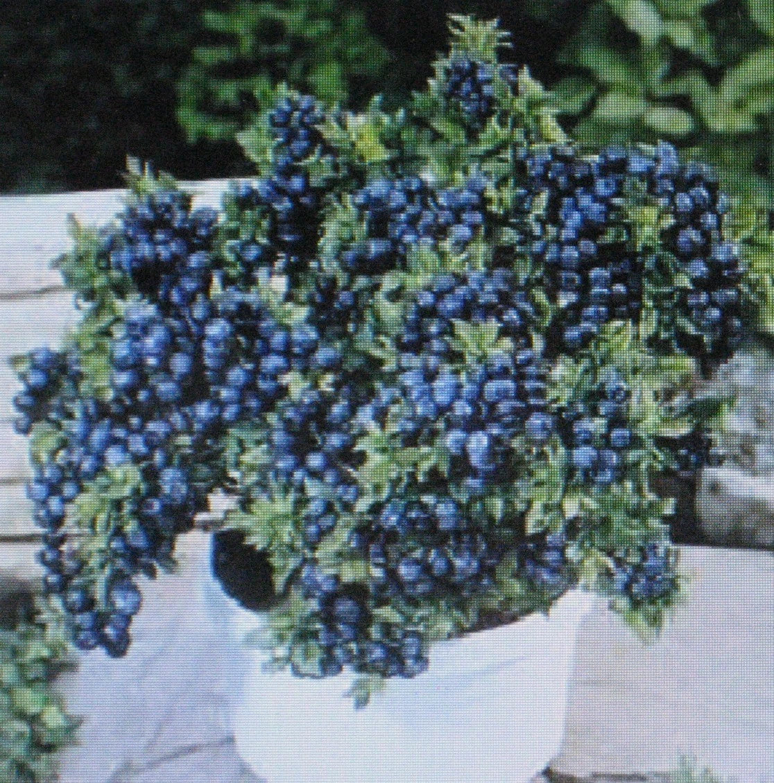 Dwarf Blueberry Seeds Bulk 1000 Count Vaccinium corymbosum 'Top Hat' for Container Gardening & Bonsai