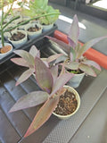 Setcreasea Purple Heart Plant - 4" Wandering Jew Tradescantia pallida Indoor Houseplant