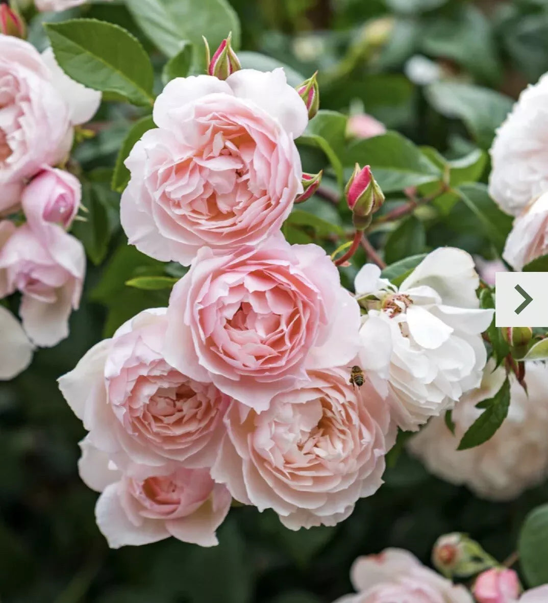 Climbing Rose Cutting 5-8" Pink Garden Rose Rosa spp. Unrooted Propagation for Garden Trellises