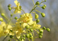 Blue Palo Verde Seeds - Drought-Tolerant Parkinsonia florida for Gardens, Low-Water Landscaping, Xeriscaping, 20+ Seeds