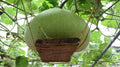 Giant Round Gourd Seeds | Calabash Gourd | Non-GMO Organic High Yield Lagenaria siceraria