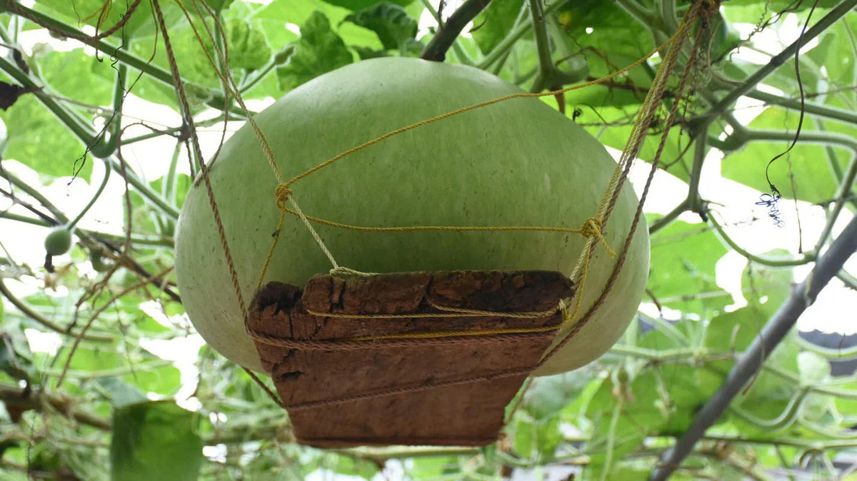 Giant Round Gourd Seeds | Calabash Gourd | Non-GMO Organic High Yield Lagenaria siceraria