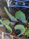 Live Rooted Opuntia Gomei Old Mexico Prickly Pear Cactus Plant - Succulent for Indoor & Outdoor Gardening