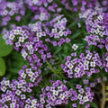 Alyssum Seeds - Purple Violet Queen Heirloom Variety - Lobularia maritima - Annual Flower for Borders & Containers