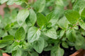 Oregano Seeds 500 Count - Origanum vulgare var. hirtum - Culinary Herb for Gardening, Container, Mediterranean Flavor