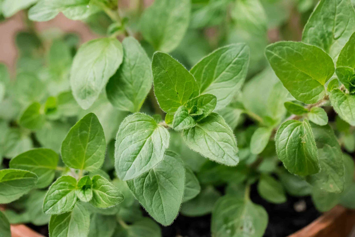 Oregano Seeds 500 Count - Origanum vulgare var. hirtum - Culinary Herb for Gardening, Container, Mediterranean Flavor