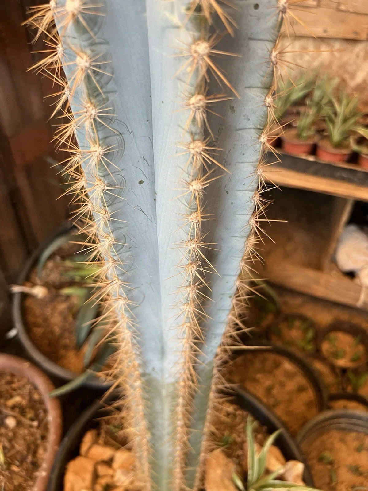 Pilosocereus Cactus Cutting 12" Chunky Succulent for Indoor Outdoor Decor, Unique Desert Plant, Pilosocereus spp.