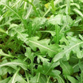 Sylvetta Arugula Seeds | Organic Heirloom Non-GMO Salad Greens | Eruca sativa | Pack of 200 Seeds