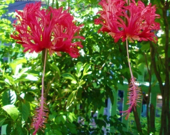 Chinese Lantern Plant Starter - Rooted Hibiscus schizopetalus in Pot - Vibrant Red-Pink Flowers, Easy Care, Container Garden