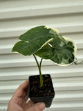 Alocasia Mickey Mouse Plant in 4” Pot - Unique Tropical Houseplant