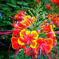 Mexican Red Bird of Paradise Seeds - Dwarf Poinciana Flower Shrub, Colorful Tropical Garden Plant, Caesalpinia pulcherrima