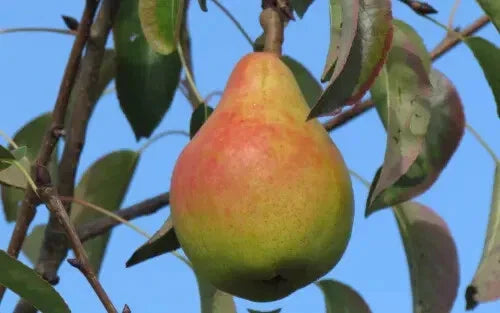 Ananas de Courtrai Pear Seeds - 25+ Pack, Pyrus communis, Tropical Fruit Seeds for Garden Planting, Non-GMO, USA Grown