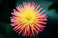 Cactus Dahlia Seeds - 50+ Mixed Color Pack for Gardens - Dahlia pinnata - Easy to Grow, Attracts Pollinators, Made in USA