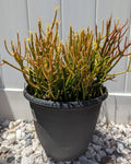Pencil Cactus Cuttings | 10 Firesticks Succulent Propagation | Euphorbia tirucalli | Easy to Grow Indoor Outdoor