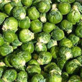Premium Organic Brussels Sprouts Seeds - Long Island Improved Variety, Brassica oleracea, Nutrient-Rich, Easy to Grow, Home Garden Planting