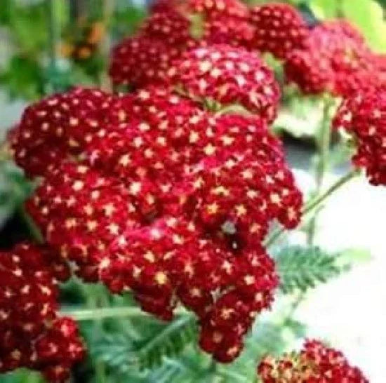 Red Yarrow Seeds - Achillea millefolium 'Red Beauty' - Perennial Flower Seeds for Gardens & Pollinator Attracting