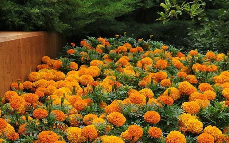 Petite French Marigold Seeds Mix - Dwarf Tagetes patula Flower Seeds for Garden Borders & Pest Control