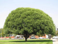 Globe Willow Tree Cuttings - 2 Live Salix matsudana Fast Growing Shade Privacy Plant
