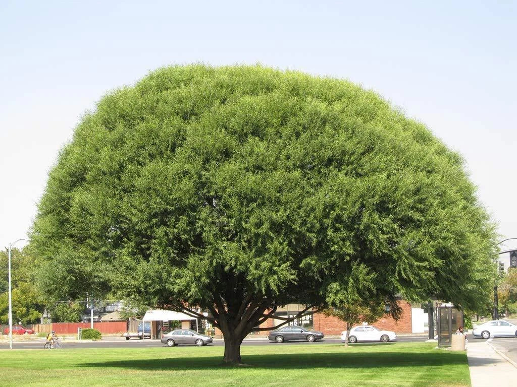Globe Willow Tree Cuttings - 2 Live Salix matsudana Fast Growing Shade Privacy Plant