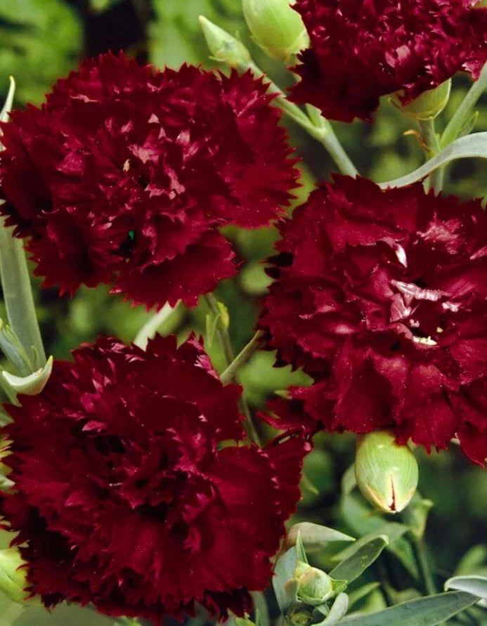 Dianthus Seeds - Grenadin 'King of Black' - Perennial Pink Carnation - 25+ Seeds for Gardens & Containers