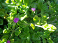 Aptenia cordifolia Cuttings - Purple Pink Apple Ice Plant - Baby Sun Rose Propagation - 10 Fresh 5-7"