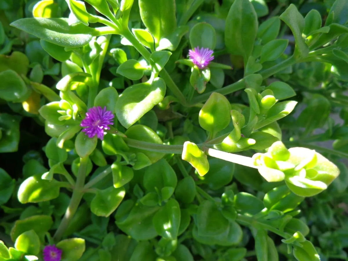 Aptenia cordifolia Cuttings - Purple Pink Apple Ice Plant - Baby Sun Rose Propagation - 10 Fresh 5-7"