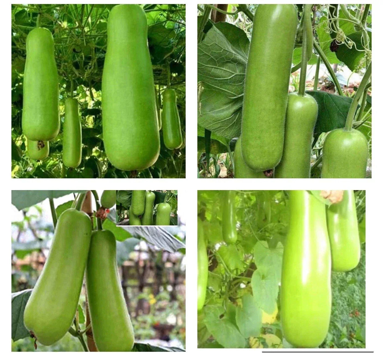 Heirloom Bottle Gourd Seeds - 20+ Non-GMO Upo Calabash Vegetable Seeds for Home Gardening and Climbing Vines