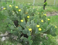 Hardy Spinyless Opuntia Cacanapa Ellisianna Prickly Pear Cactus Succulent Plant