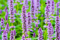 Anise Hyssop Seeds for Planting – Agastache foeniculum Wildflowers, Purple Blooms, Pollinator Attractant, 100+ Seeds