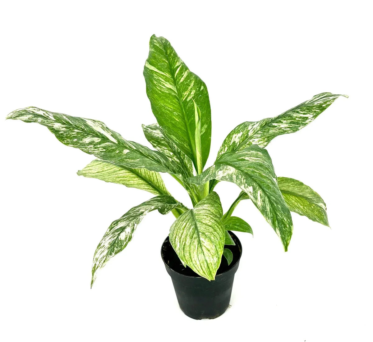 Variegated Peace Lily Plant in 3.5” Pot - Air Purifying Spathiphyllum
